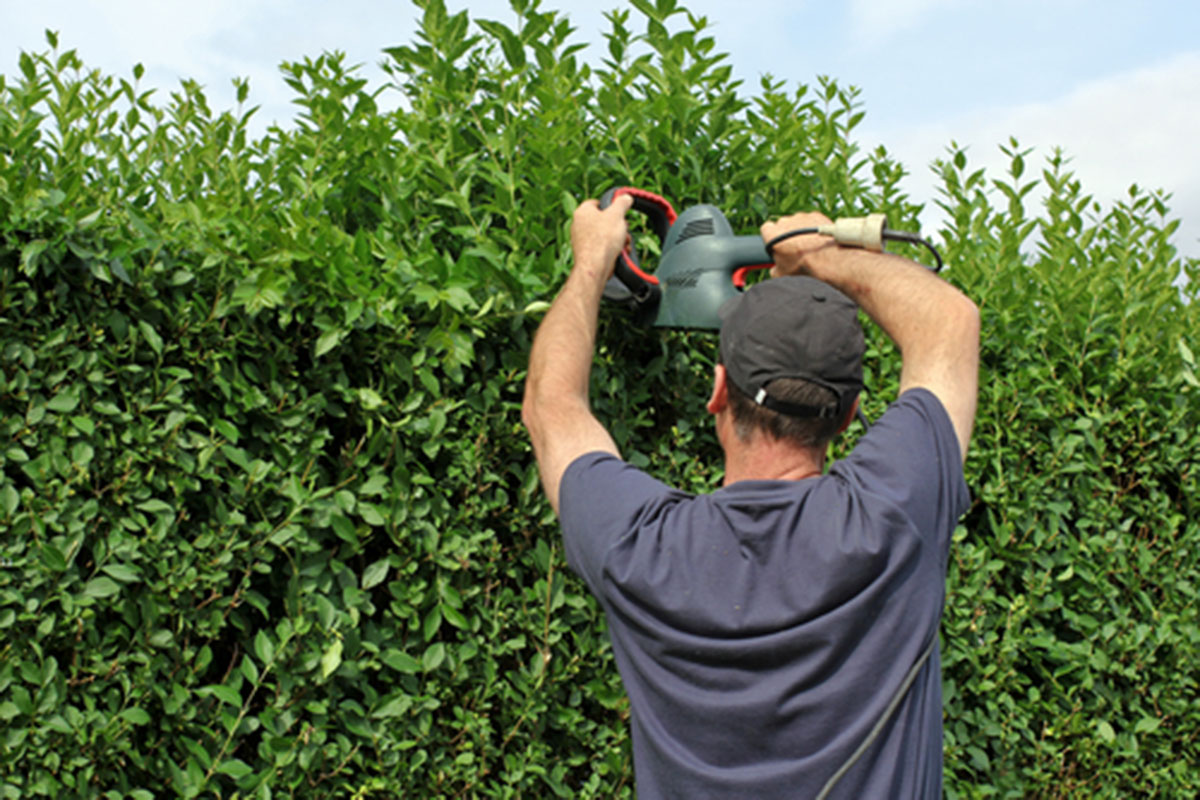 Summer Gardening Services in Reading, Wokingham & Bracknell – Lawn, Trees & Bush Care Included
